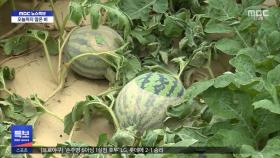 수박 썩어가고 닭 폐사‥망연자실 농민들