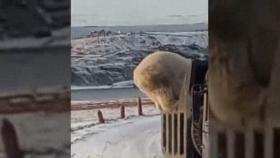 [오늘의 세계] 너무 배가 고파서…쓰레기 구걸하는 북극곰