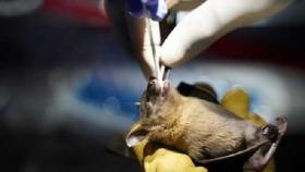 라오스 박쥐서 코로나와 96.8% 일치 바이러스 발견