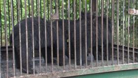 '반달가슴곰 2마리 탈출' 허위 신고 농장주 구속