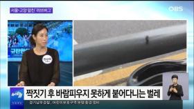 [OBS 뉴스오늘2] 갑자기 출몰한 '러브버그' 실체는