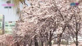 진정한 거리 두기 꽃놀이, '방구석 벚꽃 중계' 커밍순
