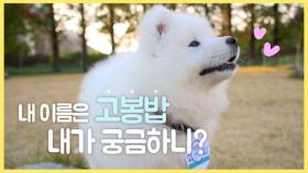 [2020 국민의 선택] 선거방송 스팟 - 내 이름은 고봉밥, 내가 궁금하니? / SBS