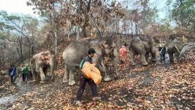 '하루 300kg' 식비 감당 못 해…고향 가는 코끼리들