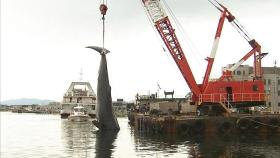 '무게 35톤' 거대 향고래 사체, 동해 앞바다서 발견