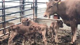 안동 농가에 찾아온 기적…'세쌍둥이 송아지' 탄생