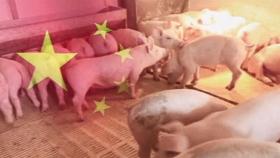 '인간 전염' 신종 돼지독감 바이러스, 중국서 발견