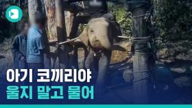 [비디오머그] 아기 코끼리 이마를 갈고리로 쿡쿡…태국 코끼리 학대 영상 공개?! 진짜일까