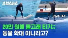 [스브스뉴스] '고래 체험 강행하겠다'…돌고래 등에 올라타 춤도 추는데 동물 학대는 아니라는 거제 씨월드