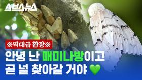 [스브스뉴스] 올해 매미나방이 역대 최고로 출현한 이유, 두꺼비와 관련 있다?