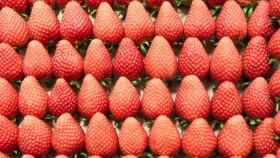자체 개발 국산 딸기 '금실', 종자 강국 미국 첫 수출