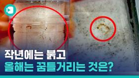 [비디오머그] '붉은 물'에 이어 '벌레'까지…인천 수돗물 잔혹사