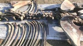 갈비뼈부터 두개골까지…1만 년 전 매머드 화석 발견