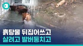 [비디오머그] 물에 잠기고, 휩쓸리고…최악의 장마에 동물도 수난