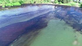 '지상 천국' 모습 어디로…기름 범벅된 모리셔스 해안