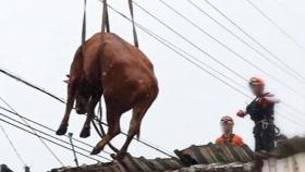 폭우에 지붕 위 위태롭게 선 소들…크레인 구조 작전