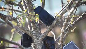 나무마다 스마트폰 주렁주렁…물류센터 앞 진풍경