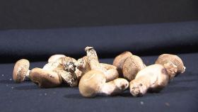 씻지 말고 그대로 먹으라던 표고버섯서 파라핀 검출