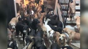 '허리케인 피하려고'…가정집 점령한 강아지 300마리