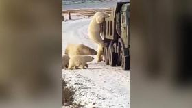 [영상] 얼굴 들이밀며 쓰레기차에 찰싹…북극곰의 구걸