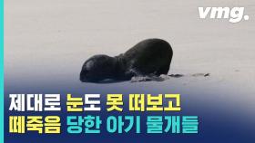 [비디오머그] 아프리카 해변이 '검은 점'으로 물든 사연…물개들은 왜 떼죽음을 당했을까?