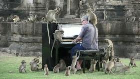 '상처받은 원숭이들 와라' 피아니스트의 특별 연주회