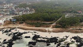 무너지는 해안사구에 염생식물 생태계 '위협'