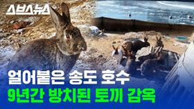 [스브스뉴스] 논란의 송도 토끼섬, 문제점 낱낱이 파헤쳐 봄