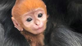 '멸종위기' 원숭이, 미국 동물원에서 탄생
