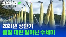 [스브스뉴스] 한정판 명품 된 천연 수세미