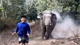 [영상] 굶주린 코끼리떼, 먹이 찾아 '분노의 돌격'