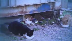 부르르 떨며 죽은 고양이…3년 새 20마리, 불안한 주민들