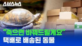 [스브스뉴스] 택배로 도착해 3시간 만에 죽은 거북이
