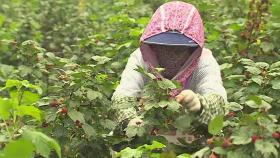 도시 일용직 근로자, 농촌 일손 돕는다…농가에 '숨통'