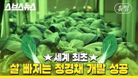 [뉴띵 EP.19] '한국에만 있음!!' 다이어트 성분 2배 높인 청경채 호다닥 가서 먹어봄 / 스브스뉴스