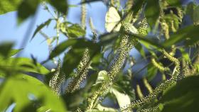 생태계 교란종 '단풍잎돼지풀', 국립수목원까지 위협