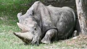 54살 세계 최고령 흰코뿔소 '토비'의 죽음…애도 물결