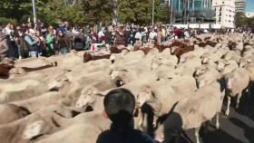 [영상] 종소리에 발맞춰 행진…도심 속 양 떼 가득 찬 사연