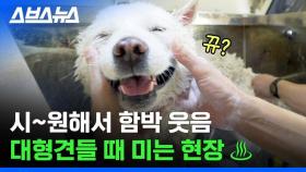 [스브스뉴스] 왕 크니까 왕 버겁다? 대형견 전용 목욕탕 ♨