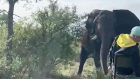 [영상] 사파리 차 처참히 부순 코끼리의 분노…그 이유는