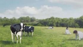갑자기 젖소로 변하는 여성들…논란된 우유 광고