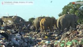 [뉴스딱] 쓰레기장서 먹이 찾던 코끼리들…플라스틱 삼키고 폐사