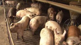 홍천서 '아프리카 돼지열병'…경기·강원 일시 이동중지