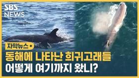 [자막뉴스] 동해에 나타난 희귀 고래들…'어떻게 여기까지 왔니?'