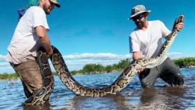 길이 5.4m · 무게 97.5kg…퓨마 위협하는 '초대형 버마왕뱀'