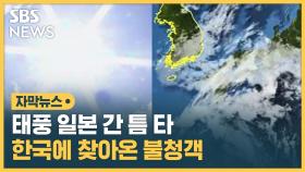 [자막뉴스] 태풍 일본 간 틈타 한국에 찾아온 불청객