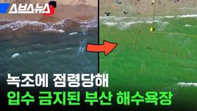 [스브스뉴스] 녹조 범벅된 부산 다대포 해수욕장 근황; 녹조 섞인 바다에 절대 들어가지 마세요