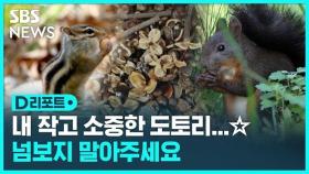 [D리포트] 무심코 주워온 도토리…야생동물 식량 빼앗는 행위