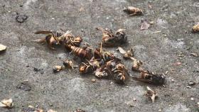 사라지는 '생태계 유지의 보루'…꿀벌 귀환 캠페인