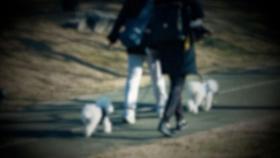 [뉴스딱] 산책하는 강아지만 보이면 '묻지마 폭행'…60대 남성 징역형
